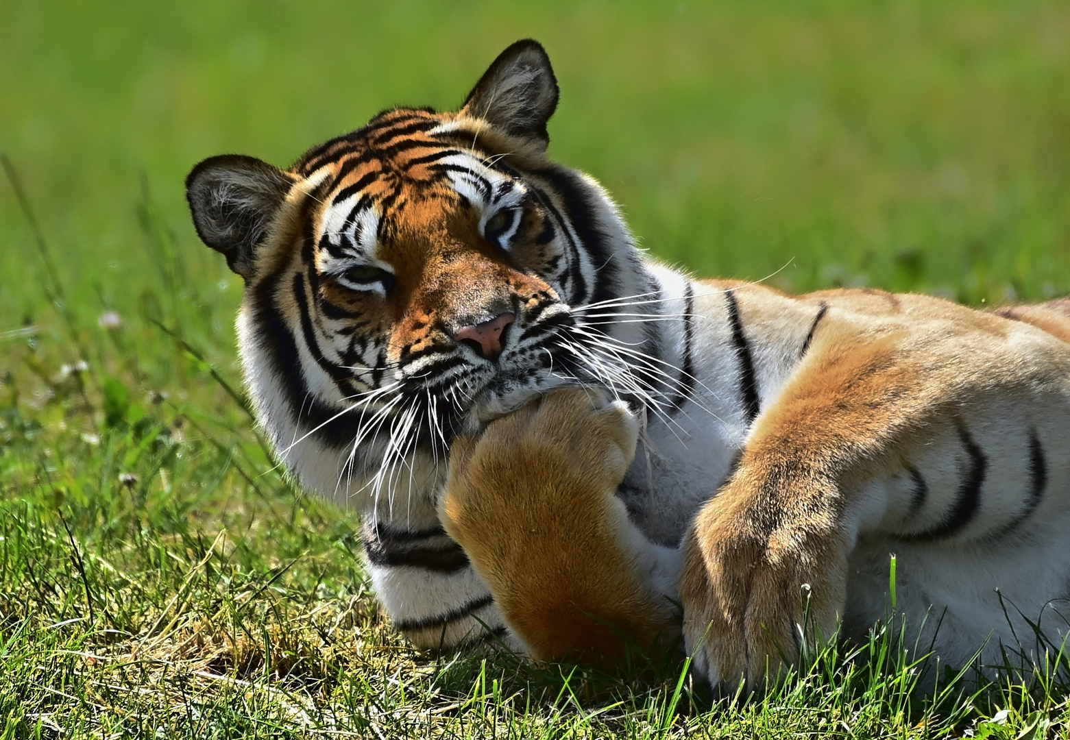 Sibirischer Tiger (Panthera tigris altaica)