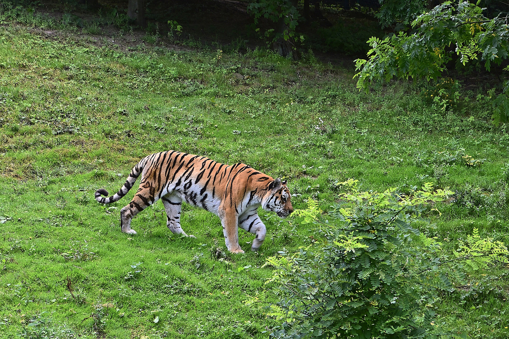 Sibirischer Tiger (Panthera tigris altaica)