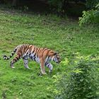 Sibirischer Tiger (Panthera tigris altaica)