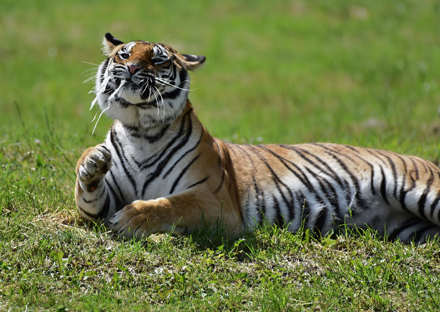 Sibirischer Tiger (Panthera tigris altaica)