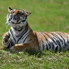 Sibirischer Tiger (Panthera tigris altaica)