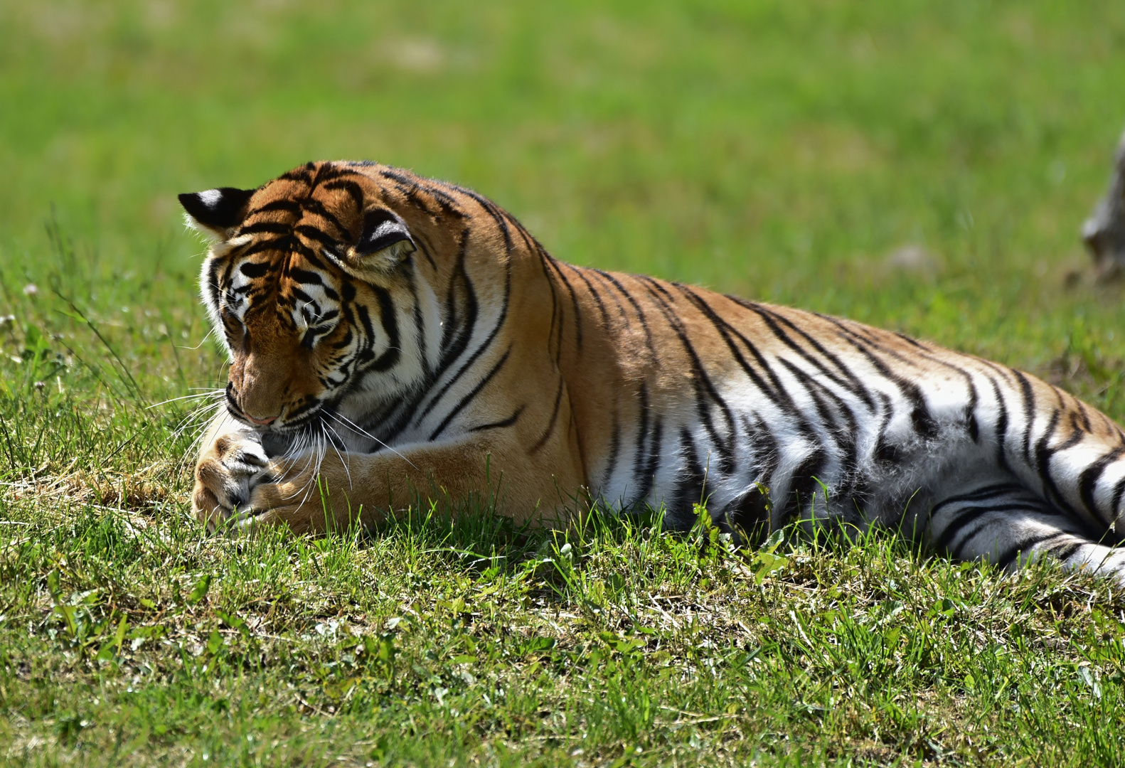 Sibirischer Tiger (Panthera tigris altaica)