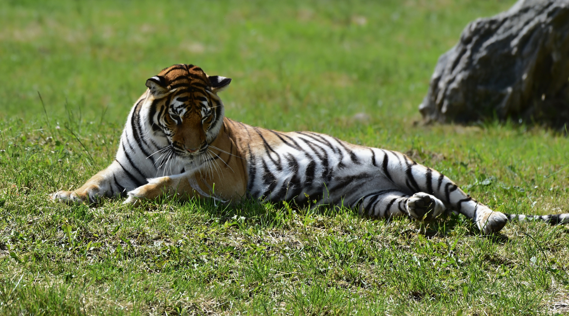 Sibirischer Tiger (Panthera tigris altaica)