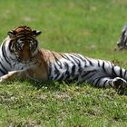 Sibirischer Tiger (Panthera tigris altaica)