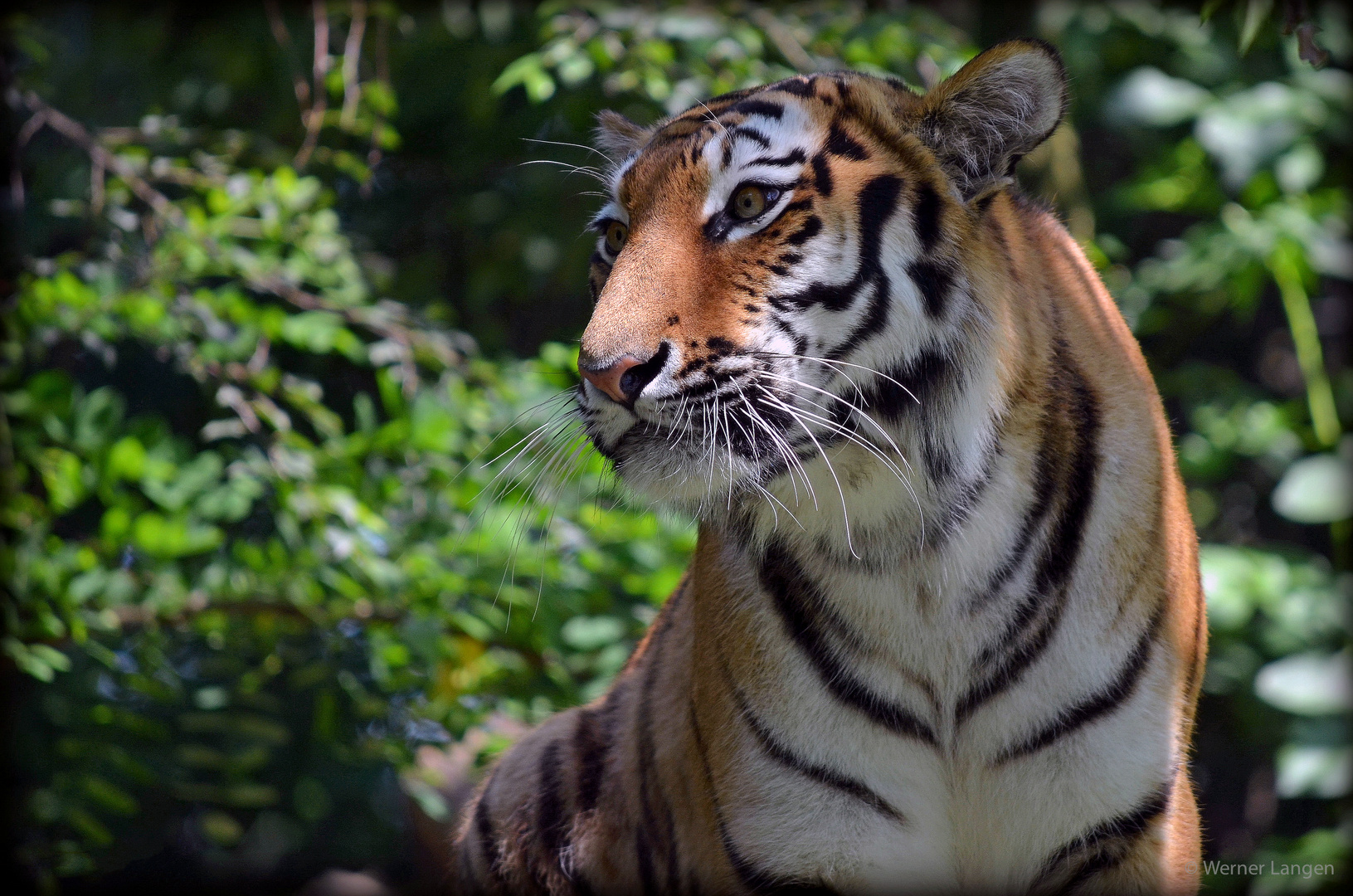 Sibirischer Tiger (Panthera tigris altaica)