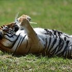 Sibirischer Tiger (Panthera tigris altaica)