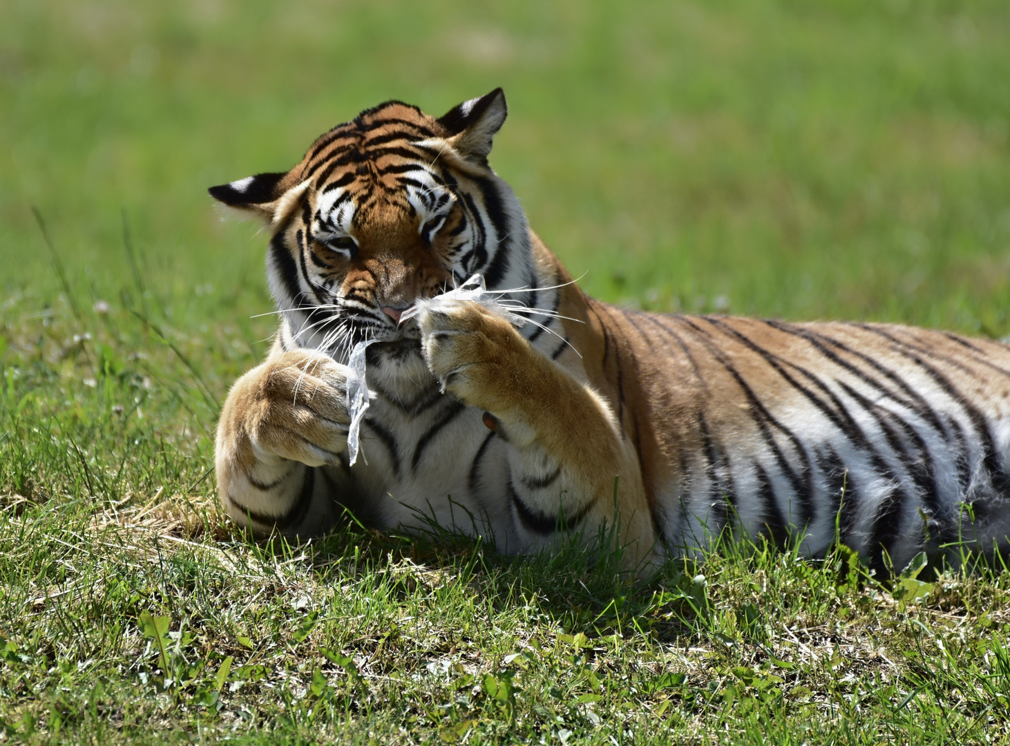 Sibirischer Tiger (Panthera tigris altaica)