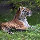 Sibirischer Tiger (Panthera tigris altaica)