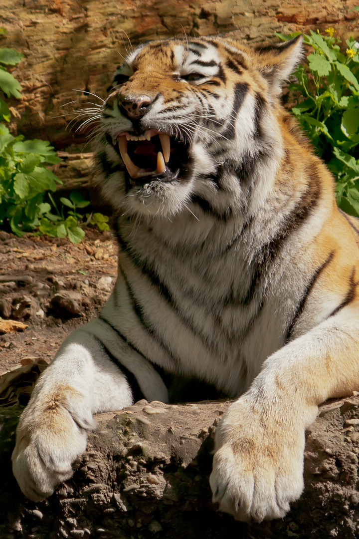 Sibirischer Tiger - Panthera tigris altaica