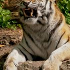 Sibirischer Tiger - Panthera tigris altaica