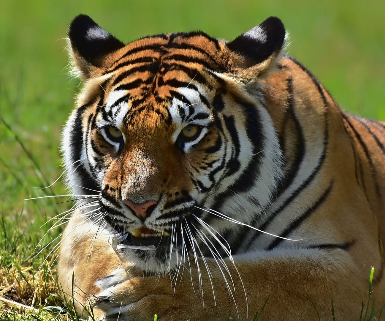 Sibirischer Tiger (Panthera tigris altaica)