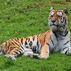 Sibirischer Tiger (Panthera tigris altaica)