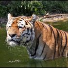 Sibirischer Tiger - Panthera tigris altaica