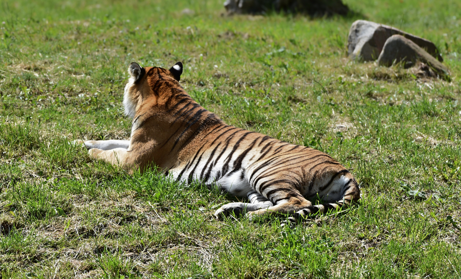 Sibirischer Tiger (Panthera tigris altaica)