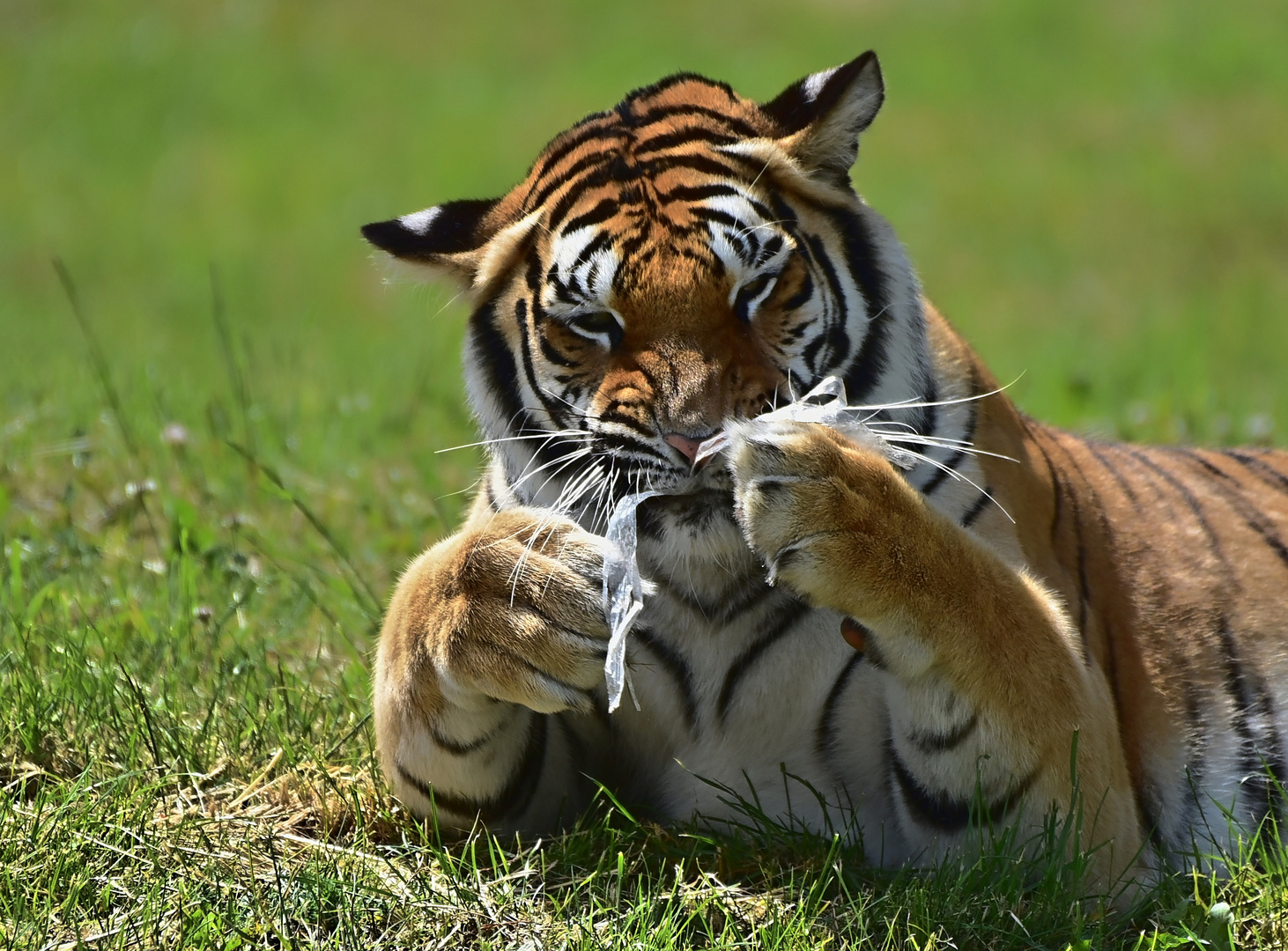 Sibirischer Tiger (Panthera tigris altaica)