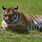 Sibirischer Tiger (Panthera tigris altaica)