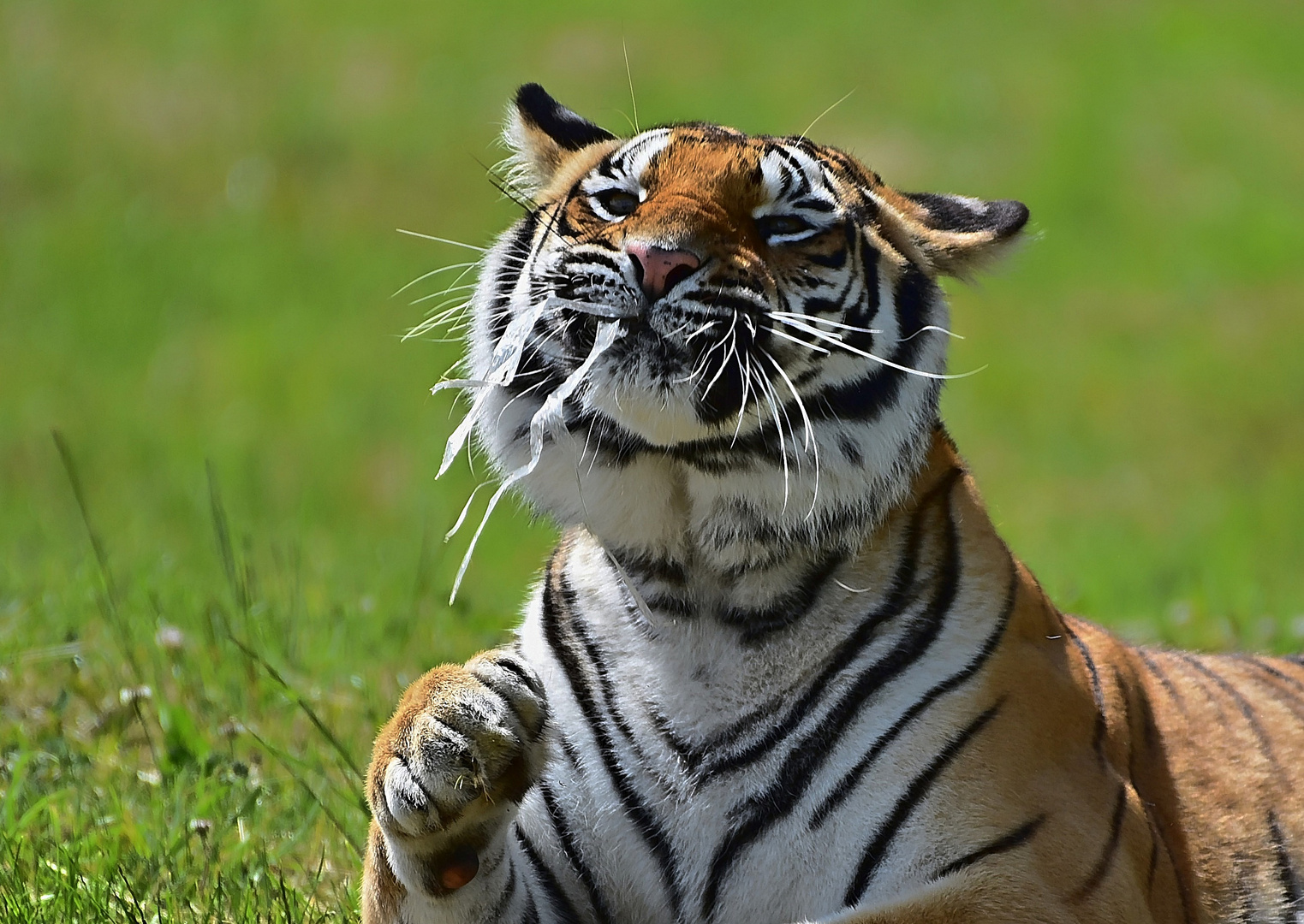 Sibirischer Tiger (Panthera tigris altaica)