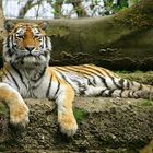 Sibirischer Tiger - Panthera tigris altaica