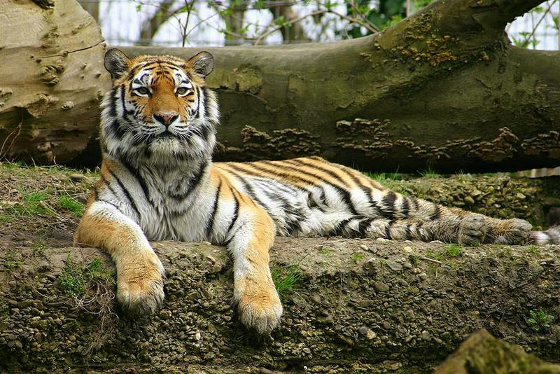 Sibirischer Tiger - Panthera tigris altaica