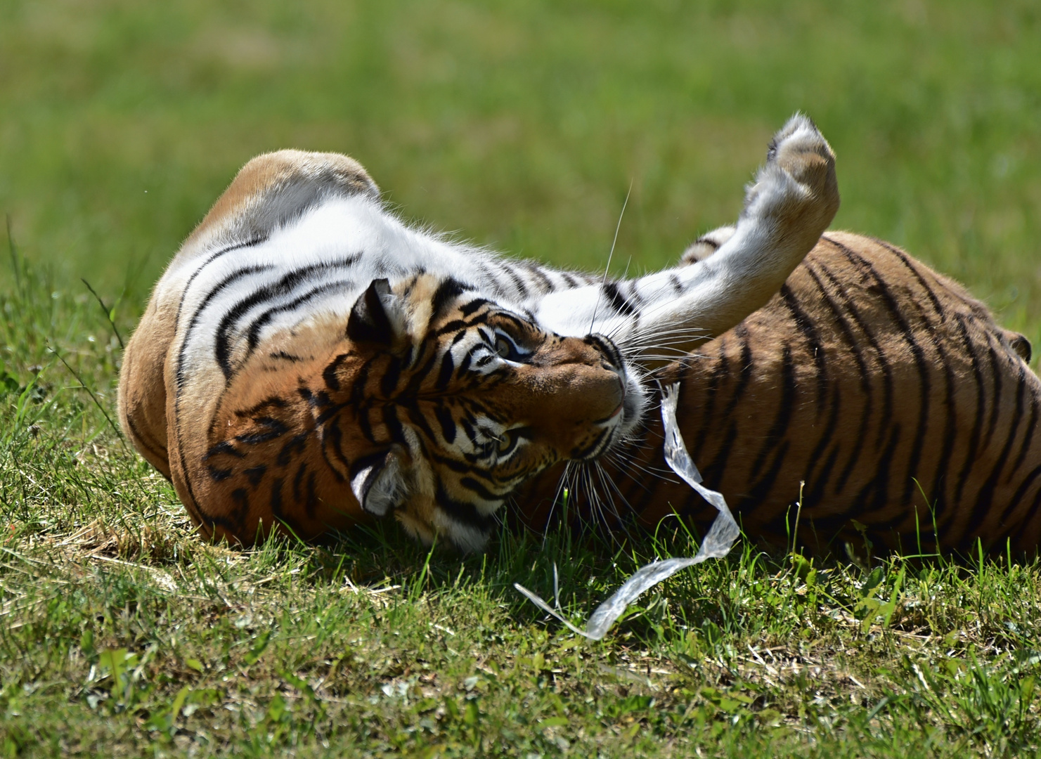 Sibirischer Tiger (Panthera tigris altaica)