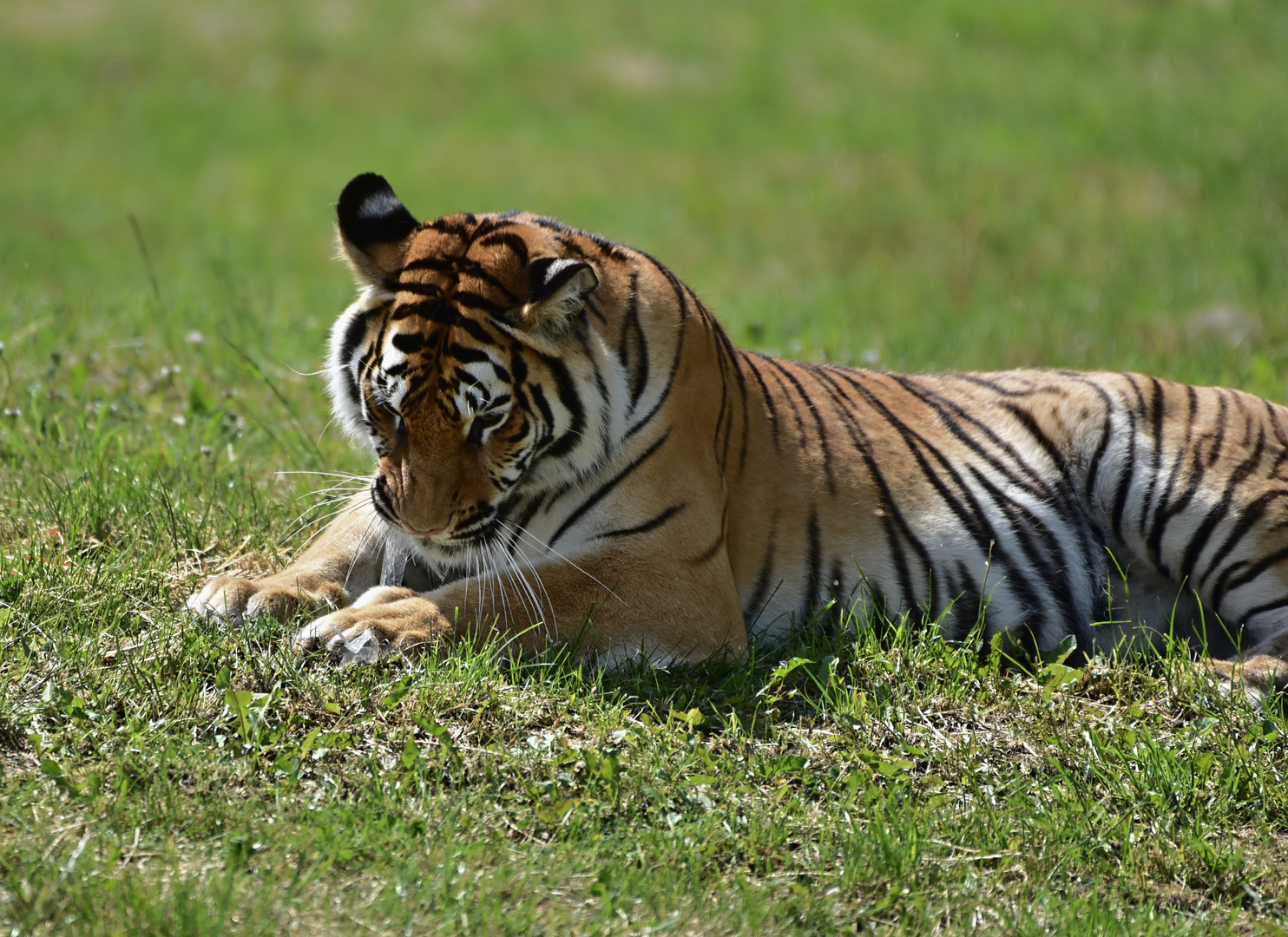 Sibirischer Tiger (Panthera tigris altaica)