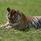 Sibirischer Tiger (Panthera tigris altaica)