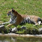 Sibirischer Tiger (Panthera tigris altaica)