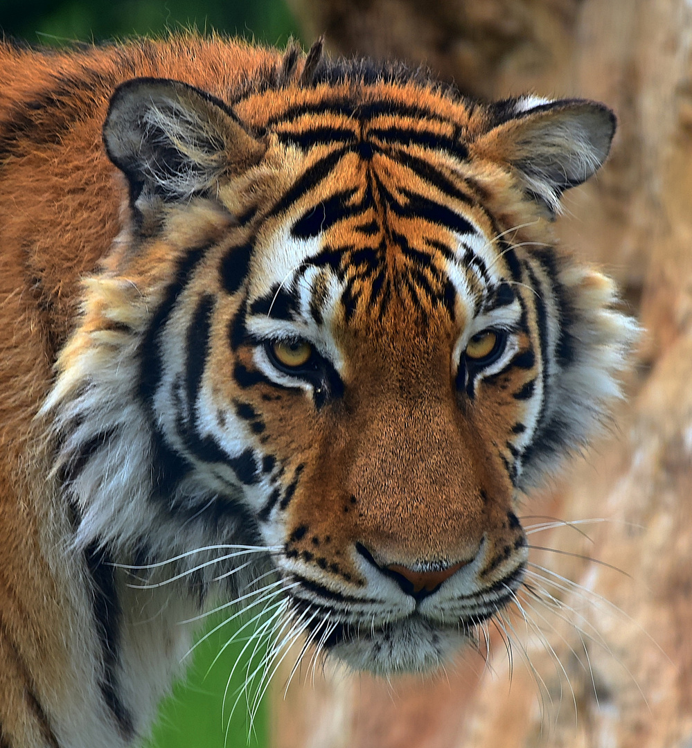 Sibirischer Tiger (Panthera tigris altaica)