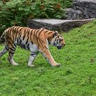 Sibirischer Tiger (Panthera tigris altaica)