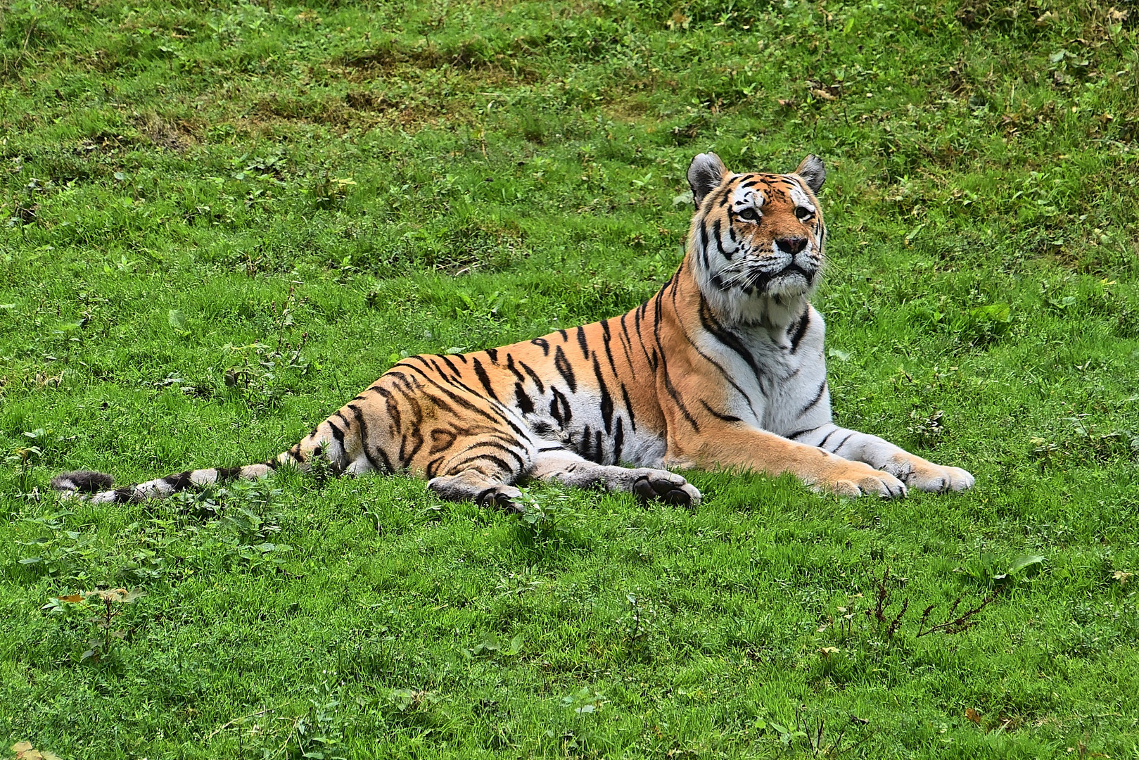 Sibirischer Tiger (Panthera tigris altaica)