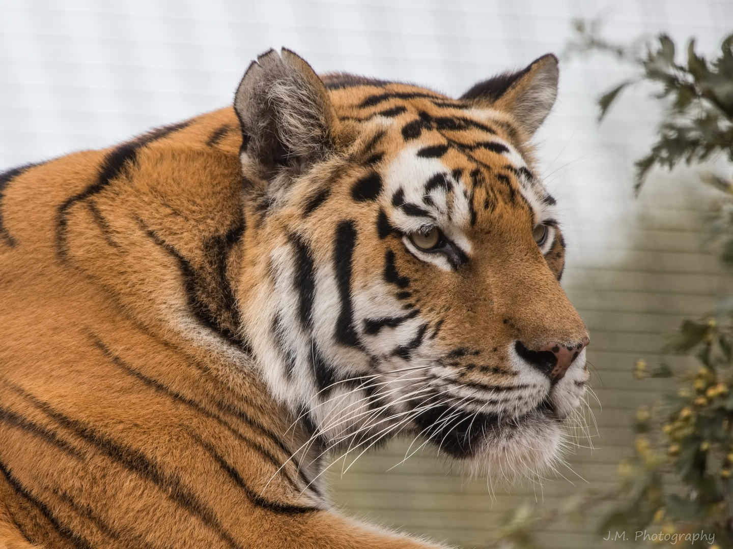 Sibirischer Tiger (Panthera tigris altaica )