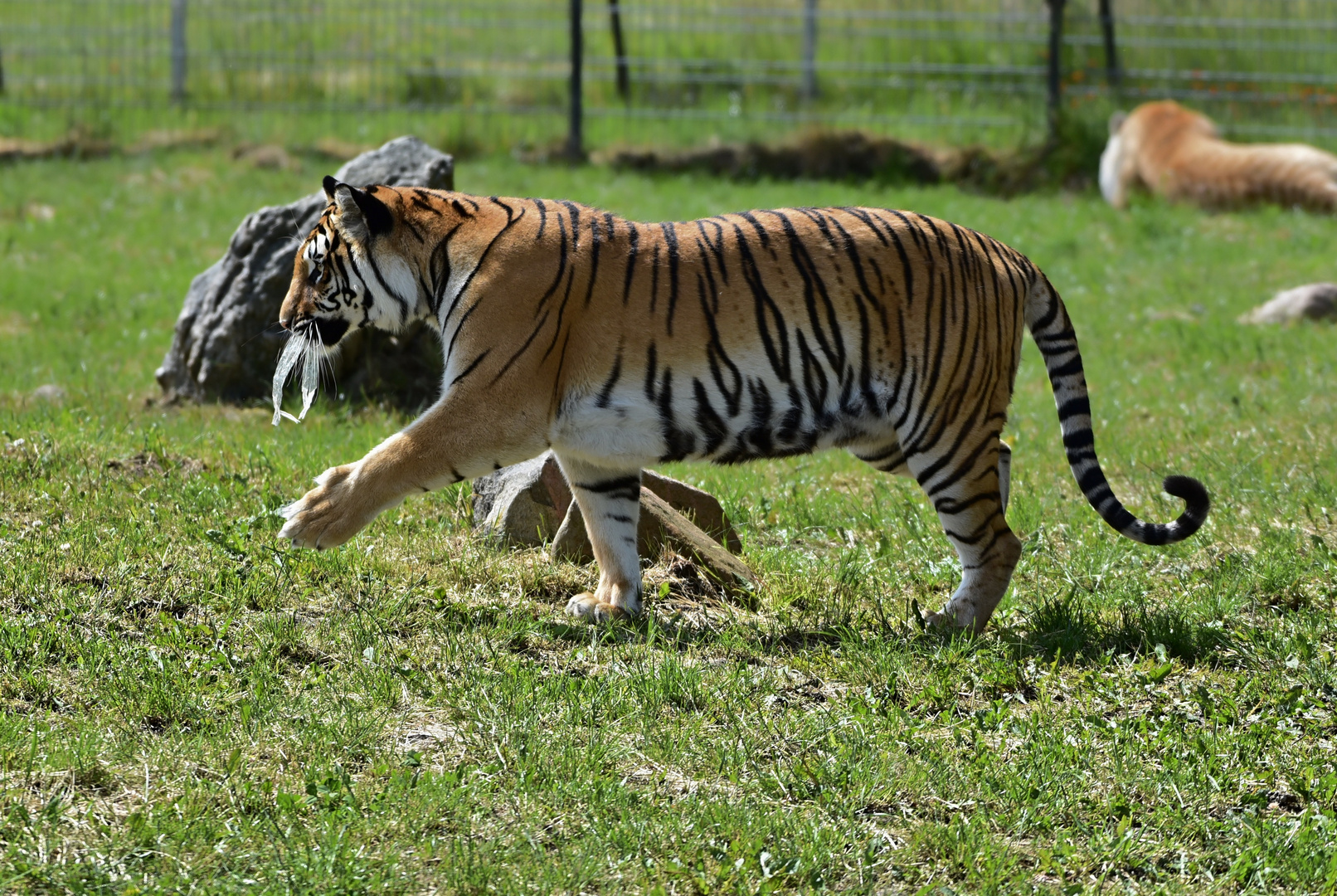 Sibirischer Tiger (Panthera tigris altaica)