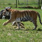 Sibirischer Tiger (Panthera tigris altaica)