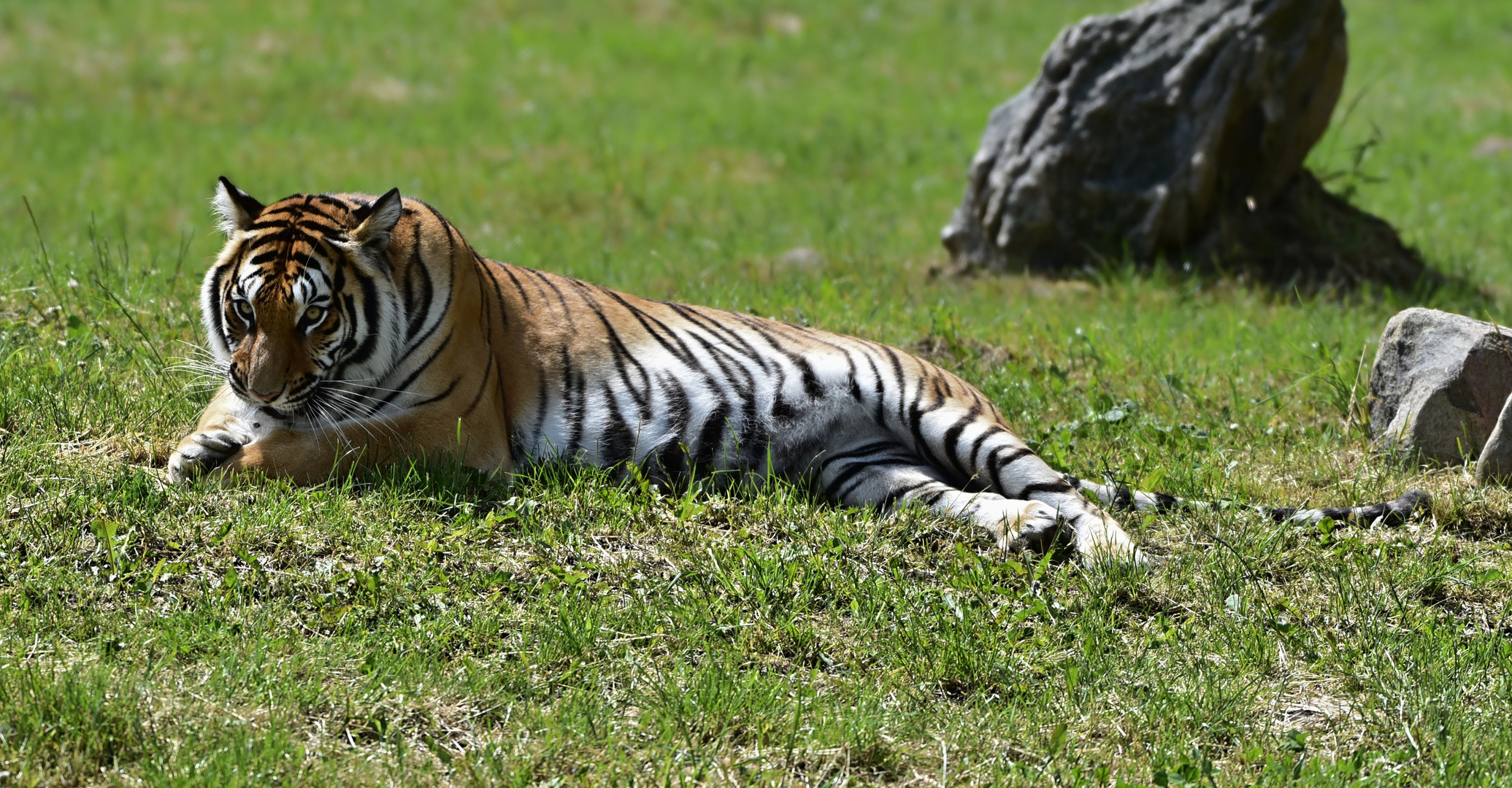 Sibirischer Tiger (Panthera tigris altaica)