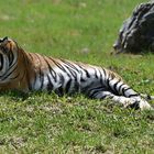 Sibirischer Tiger (Panthera tigris altaica)