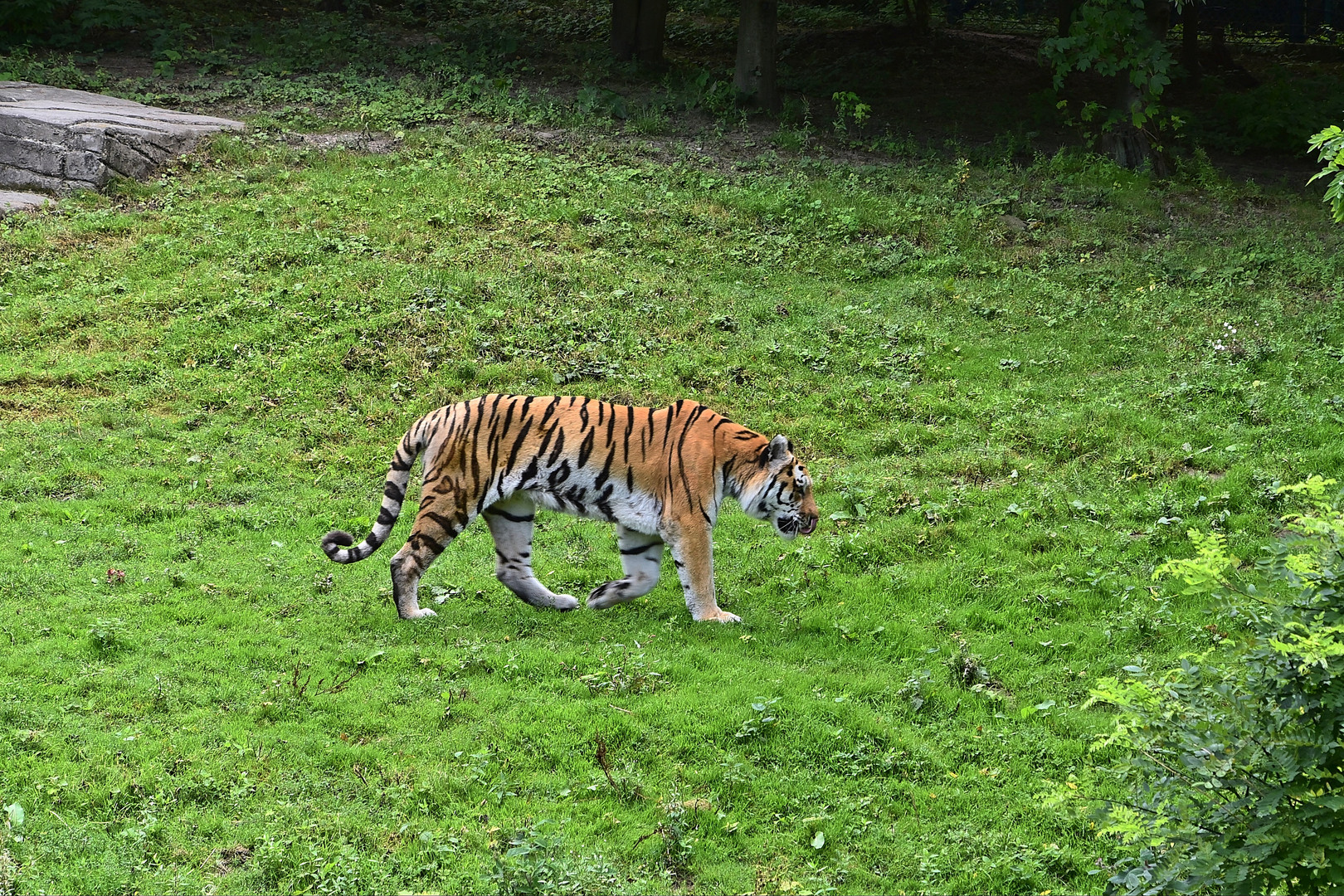 Sibirischer Tiger (Panthera tigris altaica)