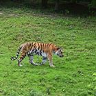 Sibirischer Tiger (Panthera tigris altaica)