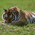 Sibirischer Tiger (Panthera tigris altaica)