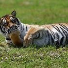 Sibirischer Tiger (Panthera tigris altaica)