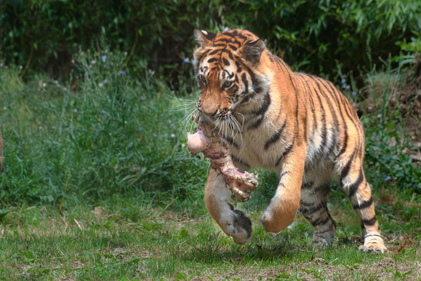 Sibirischer Tiger (Panthera tigris altaica) spielt mit seinem Knochen