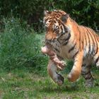 Sibirischer Tiger (Panthera tigris altaica) spielt mit seinem Knochen