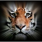 Sibirischer Tiger - Portrait - (2)