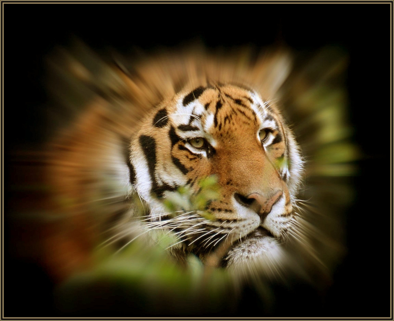 Sibirischer Tiger - Portrait  - (3)