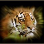 Sibirischer Tiger - Portrait  - (3)