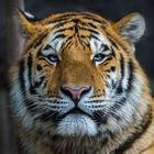 Sibirischer Tiger | Portrait