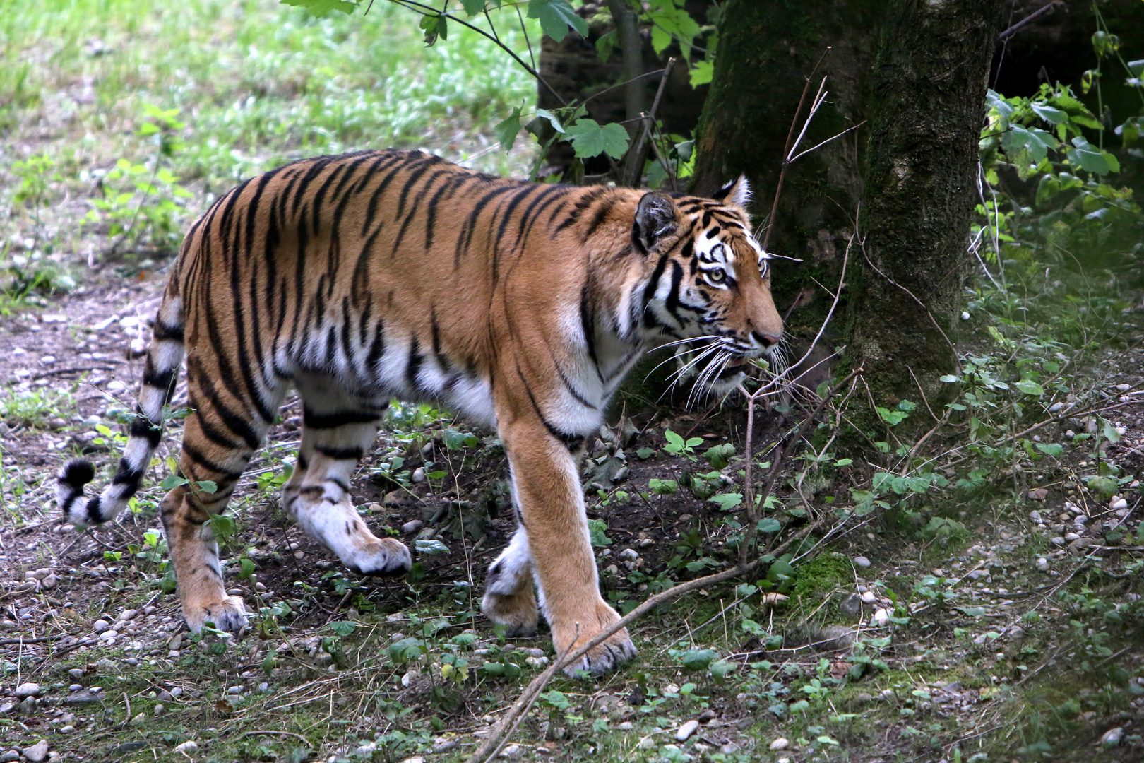 Sibirischer Tiger - Revierbegehung
