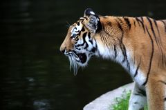 Sibirischer Tiger - Sehnsucht nach Freiheit