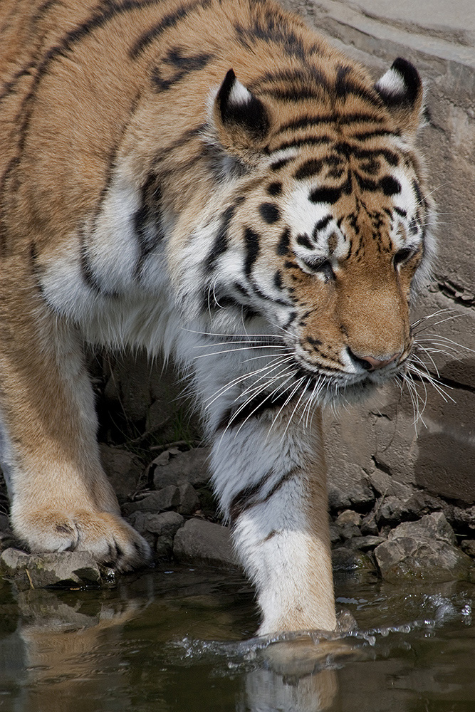 Sibirischer Tiger testet das Wasser