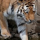 Sibirischer Tiger testet das Wasser