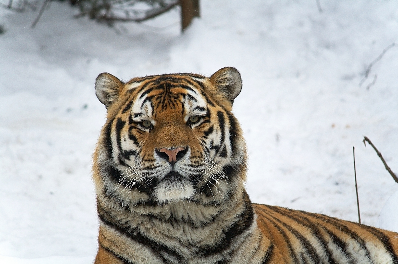 Sibirischer Tiger (Tomak)